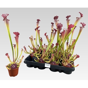 SARRACENIA OV