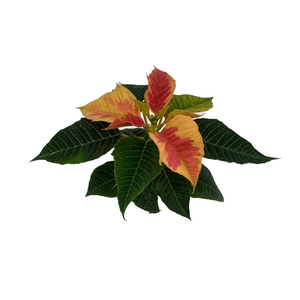 Euphorbia Marble