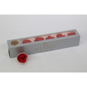 Rosa Preserved Vibrant Red