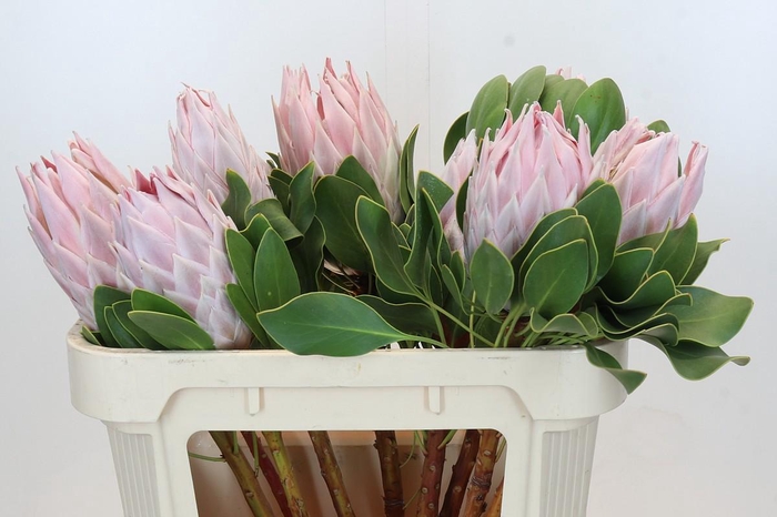 <h4>Protea Cynaroides</h4>
