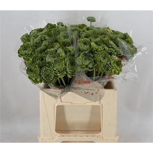 Ran Pon Peter Pan Ex