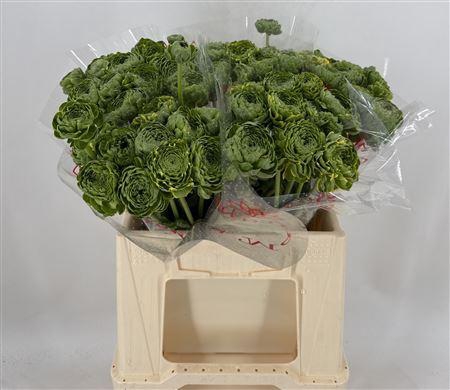 <h4>Ran Pon Peter Pan Ex</h4>