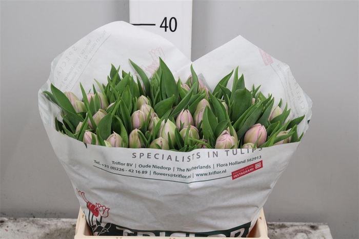 <h4>Tu Du Katinka</h4>