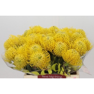 Nutans Ayoba Yellow