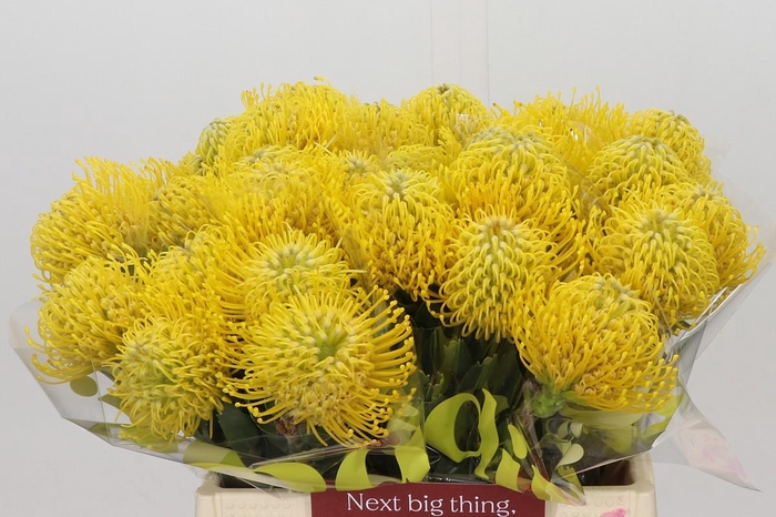 <h4>Nutans Ayoba Yellow</h4>