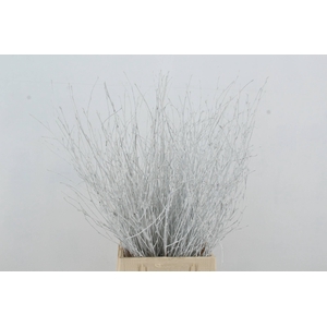 Betula Bs White FST