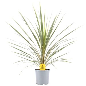 Cordyline Australis Variegata - 21cm