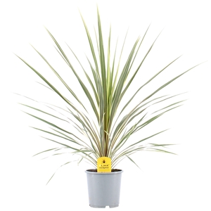 Cordyline Australis Variegata - 21cm