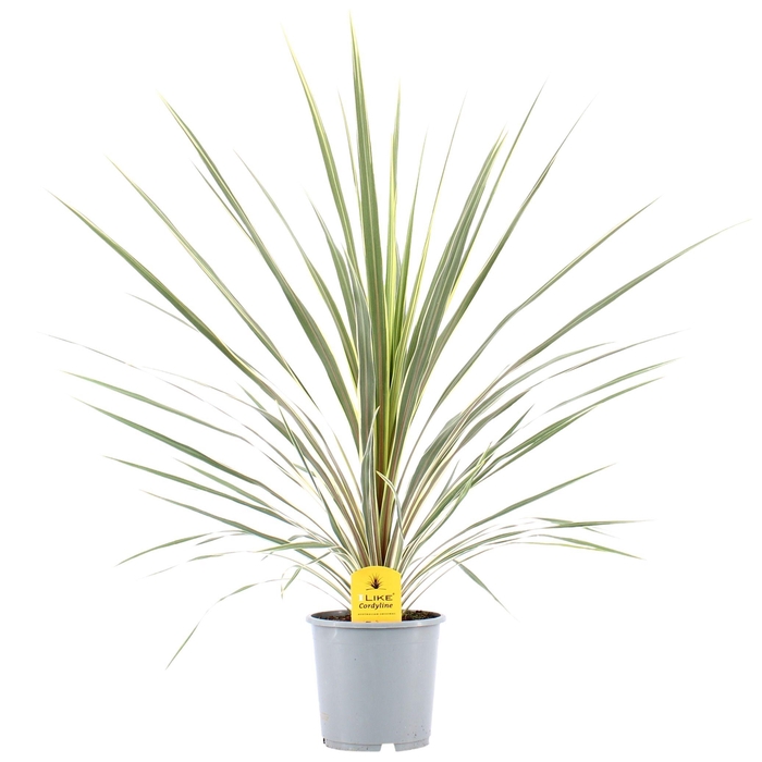 <h4>Cordyline Australis Variegata - 21cm</h4>