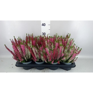Calluna vulg. 'Beauty L Ametie'