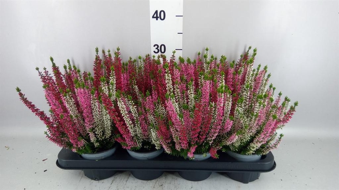 <h4>Calluna vulg. 'Beauty L Ametie'</h4>