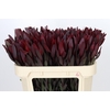 Leucadendron Saf Sunset Dark R.