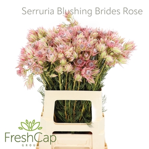 Serruria Blushing Brides Rose 4-5 Flwrs