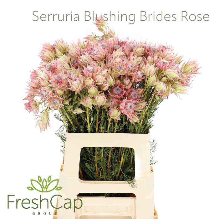 <h4>Serruria Blushing Brides Rose 4-5 Flwrs</h4>