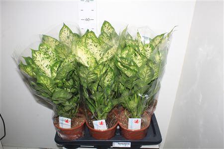 <h4>Dieff Compacta</h4>