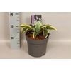 vaste planten 19 cm  Hosta Wide Brim afd.1
