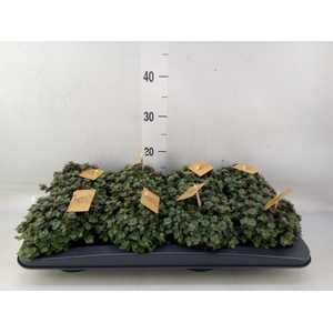 Callisia repens 'Turtle'