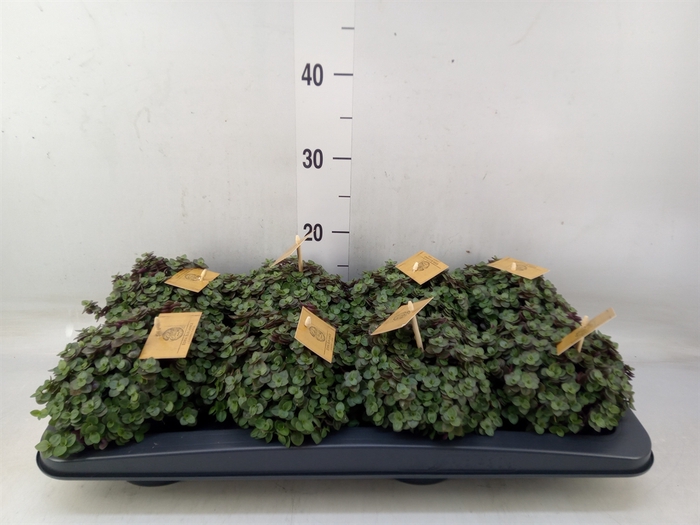 <h4>Callisia repens 'Turtle'</h4>