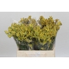 Anigozanthos Cape Aurora