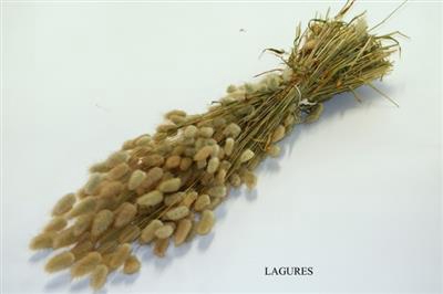 <h4>DROOG LAGURUS X25 P.DS</h4>