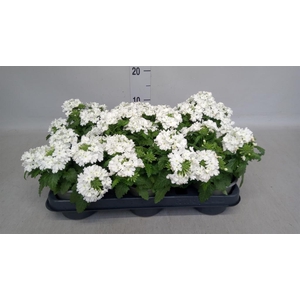 Verbena   ...