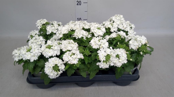 <h4>Verbena   ...</h4>