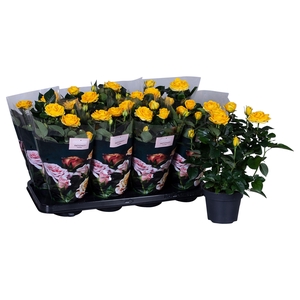 Nolina Roses Ø 13 cm Yellow