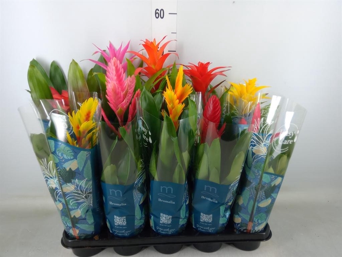 <h4>Bromelia ...mix</h4>