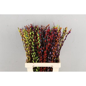 Salix Snowflake 70cm Mixed