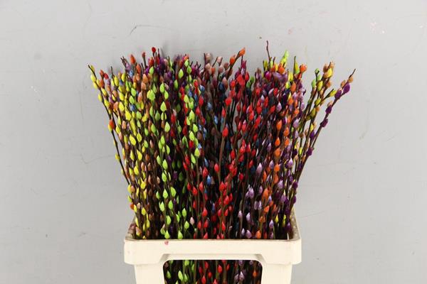 Salix Snowflake 70cm Mixed