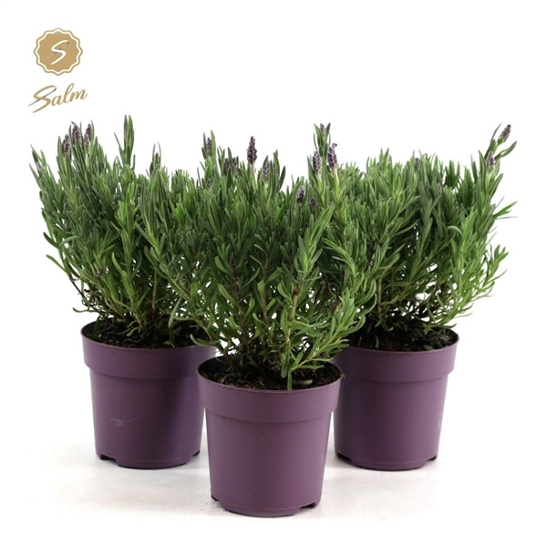 <h4>Lavandula st. 'Anouk'® Collection P10,5</h4>