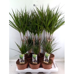 Dracaena marg.