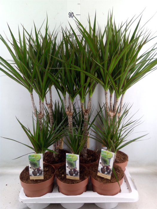 <h4>Dracaena marg.</h4>