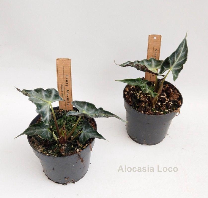 <h4>Alocasia Loco 14cm</h4>