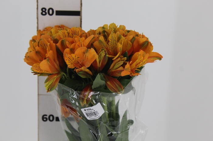 <h4>ALSTROEMERIA GYPSY 080 CM LARANJA</h4>