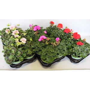 Pelargonium zonale Divers