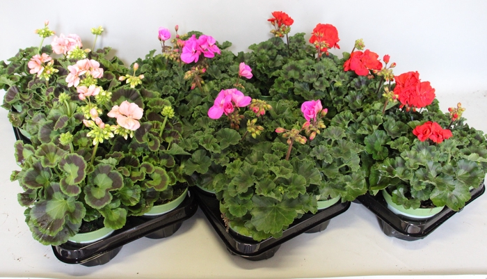 <h4>Pelargonium zonale Divers</h4>
