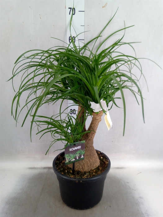 <h4>Beaucarnea recurvata</h4>