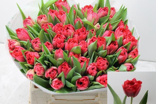 <h4>TU DU DOUBLE TWIST</h4>