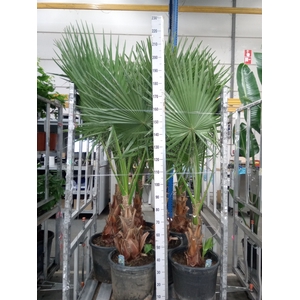 Washingtonia filifera