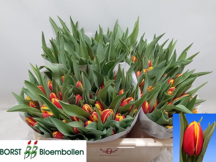 <h4>TU EN TARZAN</h4>