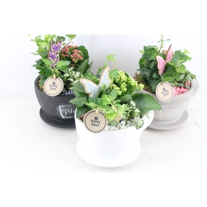 arr2 PL - Kop en schotel - mix