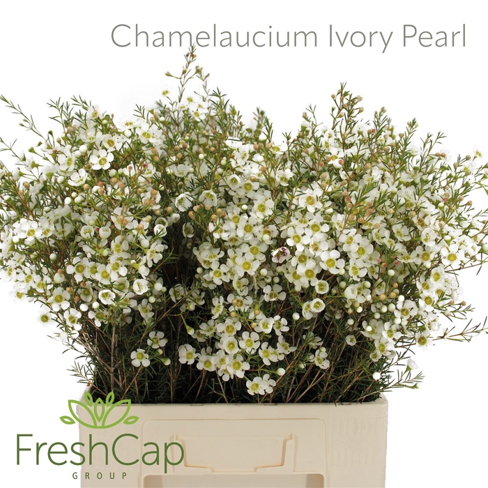 <h4>Chamelaucium Ivory Pearl</h4>