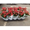 Kalanchoe Double Red, in kraag