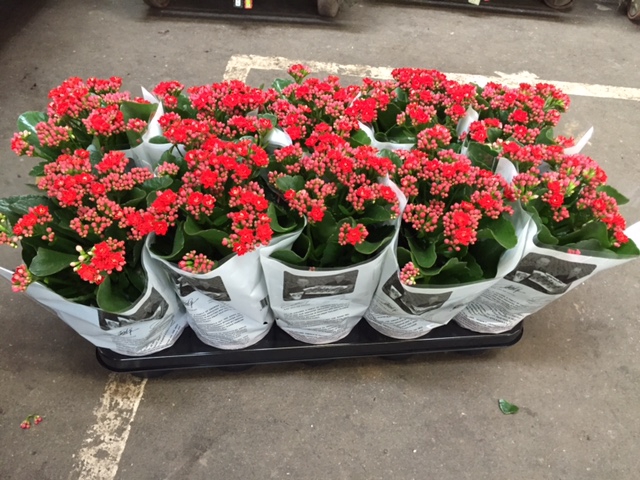 Kalanchoe Double Red, in kraag