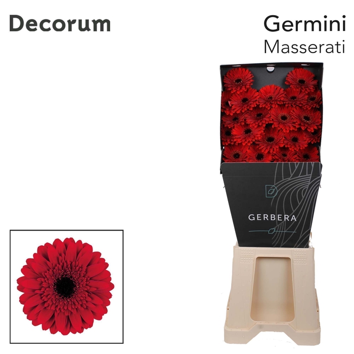 <h4>Germini Masserati Diamond per kaart</h4>