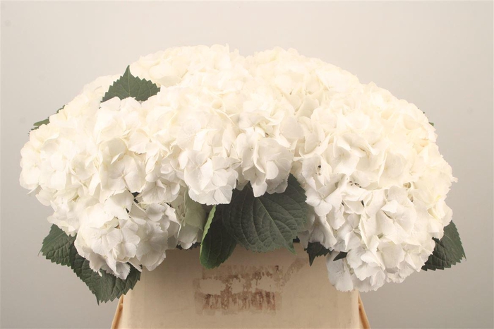 <h4>Hydr M My Akito</h4>