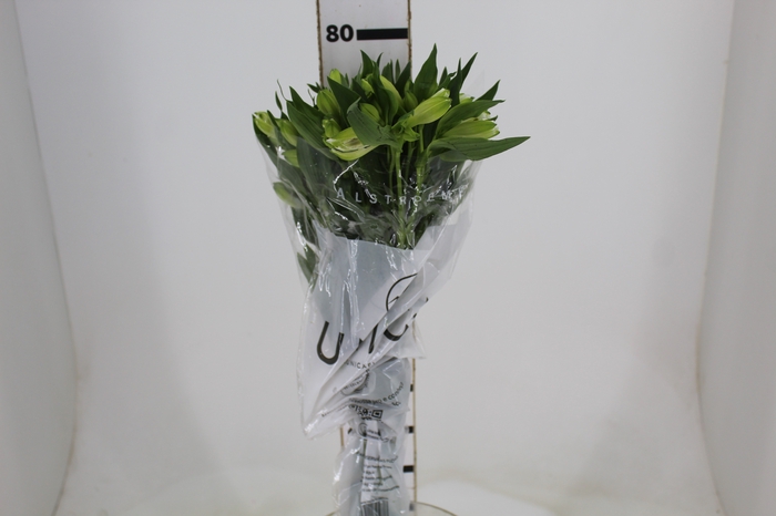 <h4>ALSTROEMERIA MISTRAL 080 CM</h4>