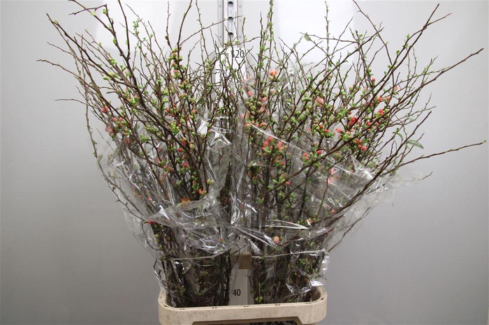 <h4>Chaenomeles Superba</h4>