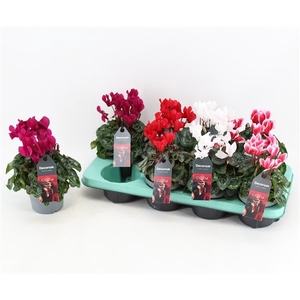 Cyclamen Christmas mix | Decorum